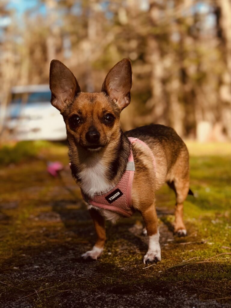 Happy Rescue Dog in her new home.