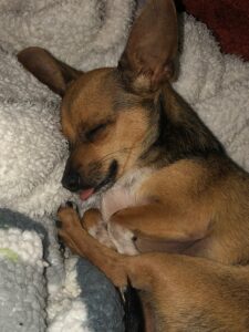 happy, safe, and loved dog after being rescued.