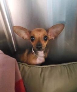 Small dog scared at the shelter before being rescued.